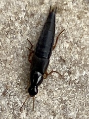 Raphirus