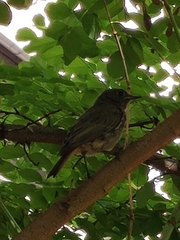 Phoenicurus ochruros