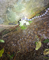 Bungarus multicinctus