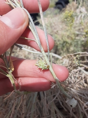Rhopalomyia utahensis