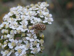 Cyphocleonus dealbatus