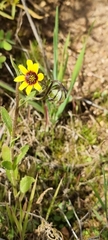 Osteospermum monstrosum