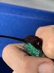Eugenes fulgens