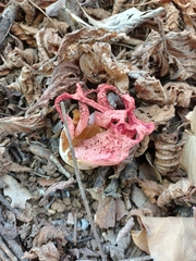 Clathrus ruber
