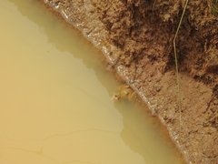 Euphlyctis cyanophlyctis