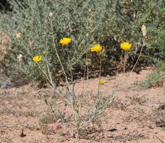 Baileya multiradiata