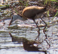 Actophilornis africanus