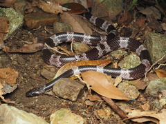 Lycodon futsingensis