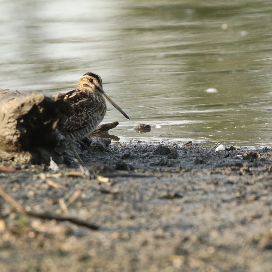 Wilson's Snipe from Saint-Laurent, Montreal, QC, Canada on September 09 ...