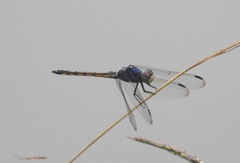 Potamarcha congener