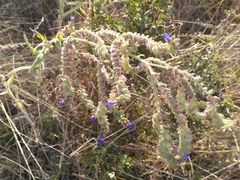 Anchusa officinalis