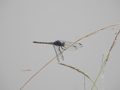 Potamarcha congener