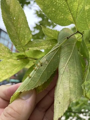 Celticecis spiniformis