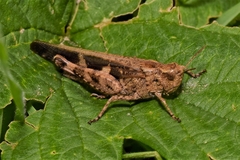 Aiolopus strepens