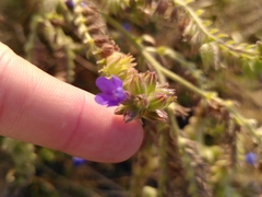 Anchusa officinalis