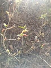 Dicliptera squarrosa