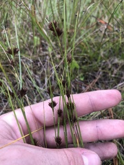 Rhynchospora chalarocephala