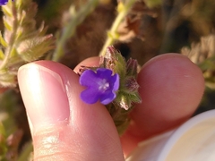 Anchusa officinalis