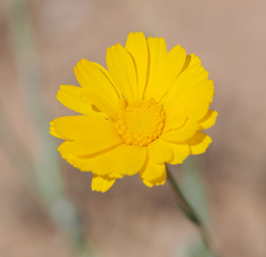 Baileya multiradiata