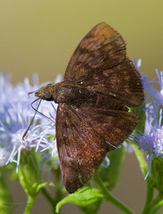 Pellicia arina