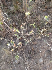 Dicliptera squarrosa