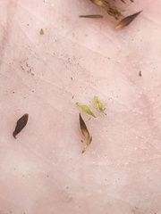 Rhynchospora chalarocephala