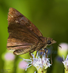 Pellicia arina
