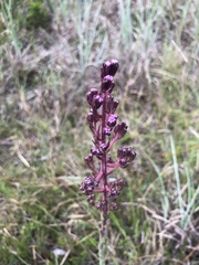 Carphephorus paniculatus