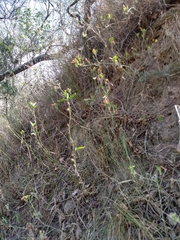 Dicliptera squarrosa