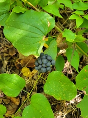 Smilax lasioneura