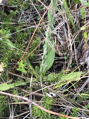 Carphephorus paniculatus