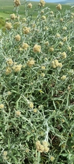 Helichrysum luteoalbum