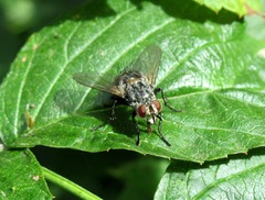 Linnaemya