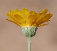 Baileya multiradiata