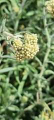 Helichrysum luteoalbum