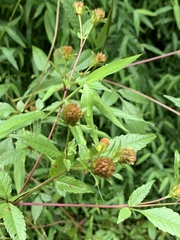 Bidens frondosa