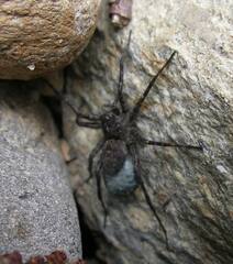 Pardosa lowriei