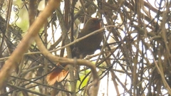 Phacellodomus erythrophthalmus