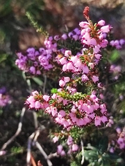 Erica manipuliflora