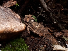Phrynosoma taurus