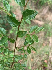Ulmus parvifolia