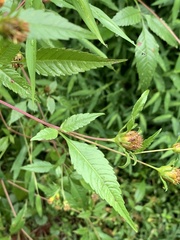 Bidens frondosa