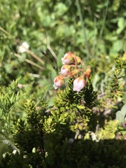 Phyllodoce × intermedia