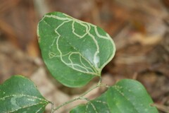 Marmara smilacisella