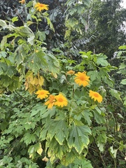 Tithonia diversifolia