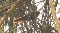 Phacellodomus erythrophthalmus