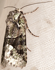 Lacinipolia explicata