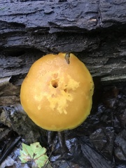 Gymnopilus luteus