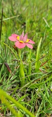 Moraea tricolor