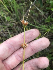 Rhynchospora pallida